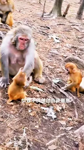 #tiktok #monkey #foryou 