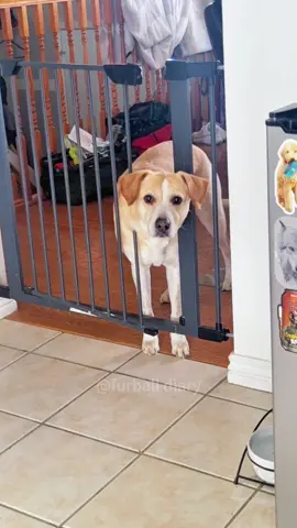 Unfortunate dog #dog #dogsoftiktok #funny #pet #fyp 