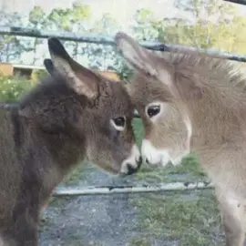 Why are they so silly help #donkey #fyp #foryou #viral #spirit 