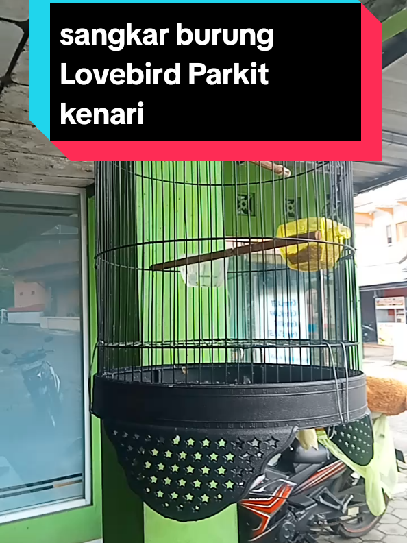 sangkar burung Lovebird Parkit kenari beli di sini dapat bonus #sangkarburunglovebird #sangkarburung #tiktokviral #tiktokviralvideo #cuantanpabatas 