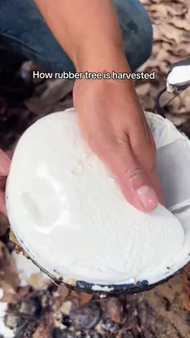 완익파!!! Vs 덜익파!!! #고무영상 #고무짜기 #추천 #typ #고무 