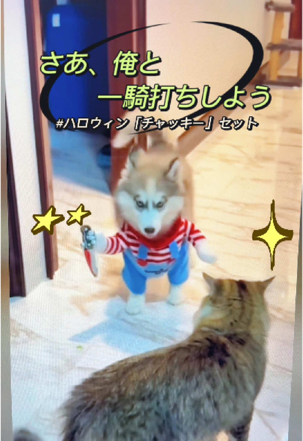 #ハロウィーン #cos #ねこ #犬 #服 