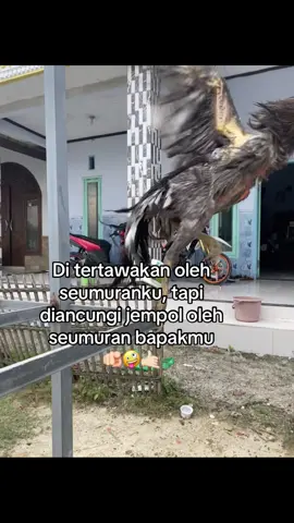 #fyp #ayambangkok #foryoupage #katakata 