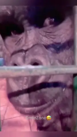 😂#dogs#cutedog#funnydogs#animal#comedy