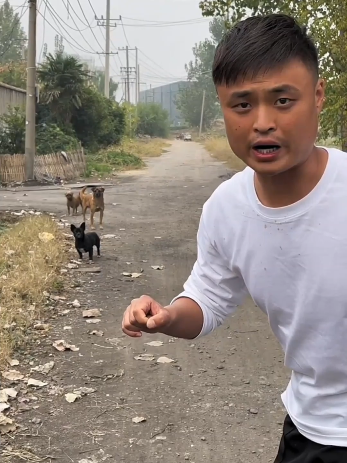 Funny dog voice prank 🤣  #dogslover #prankchallenge #animalsofttiktok #dogreaction #animalsfunnyvideo #funnydog #dogsfunnyvideos 