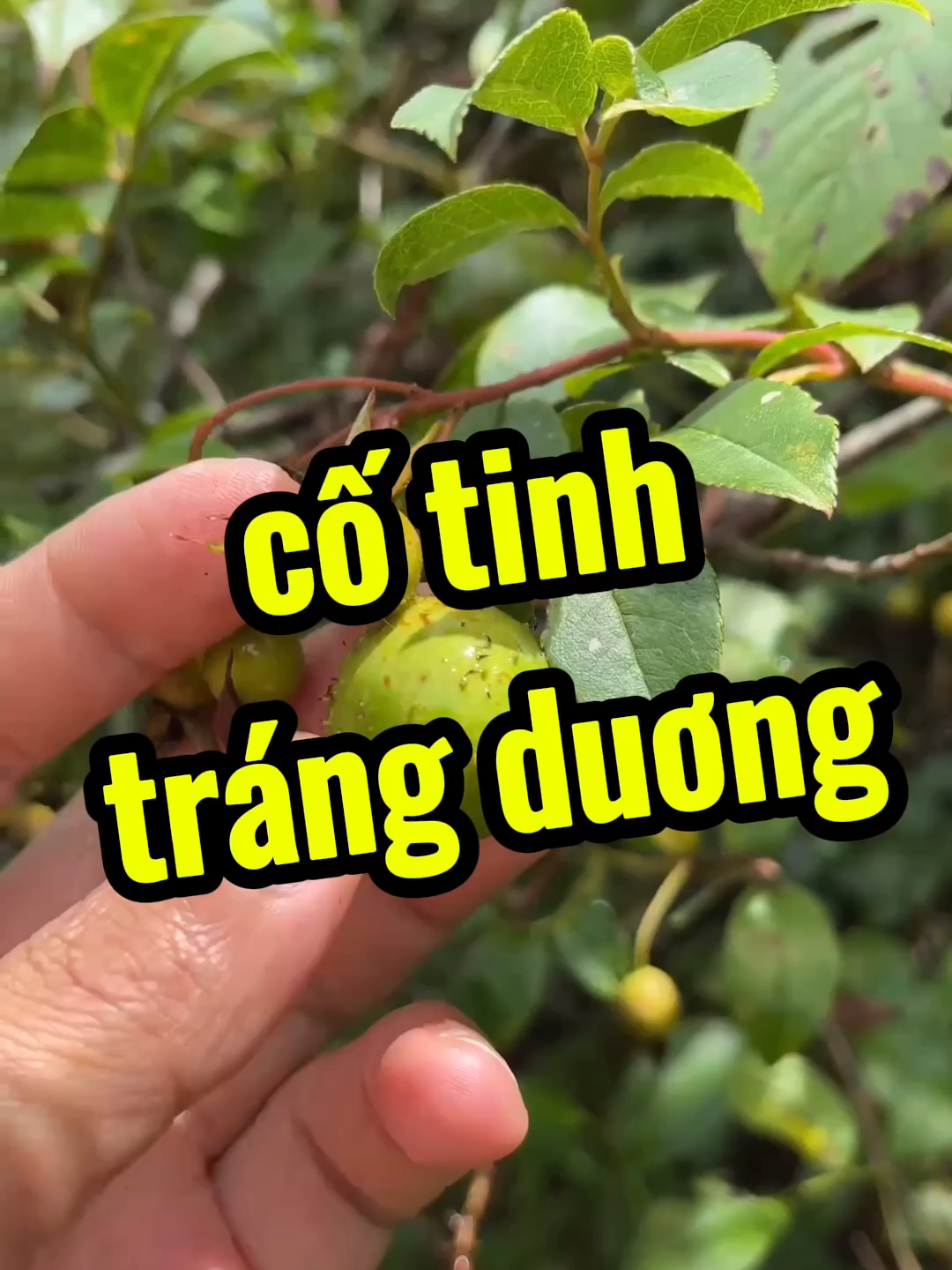 Hoa này nở không ồn ào, chỉ khẽ khàng mà làm lòng người xao xuyến. #thaoduoc #thaomoc #baithuocdangian #cayco #anhbeodirung