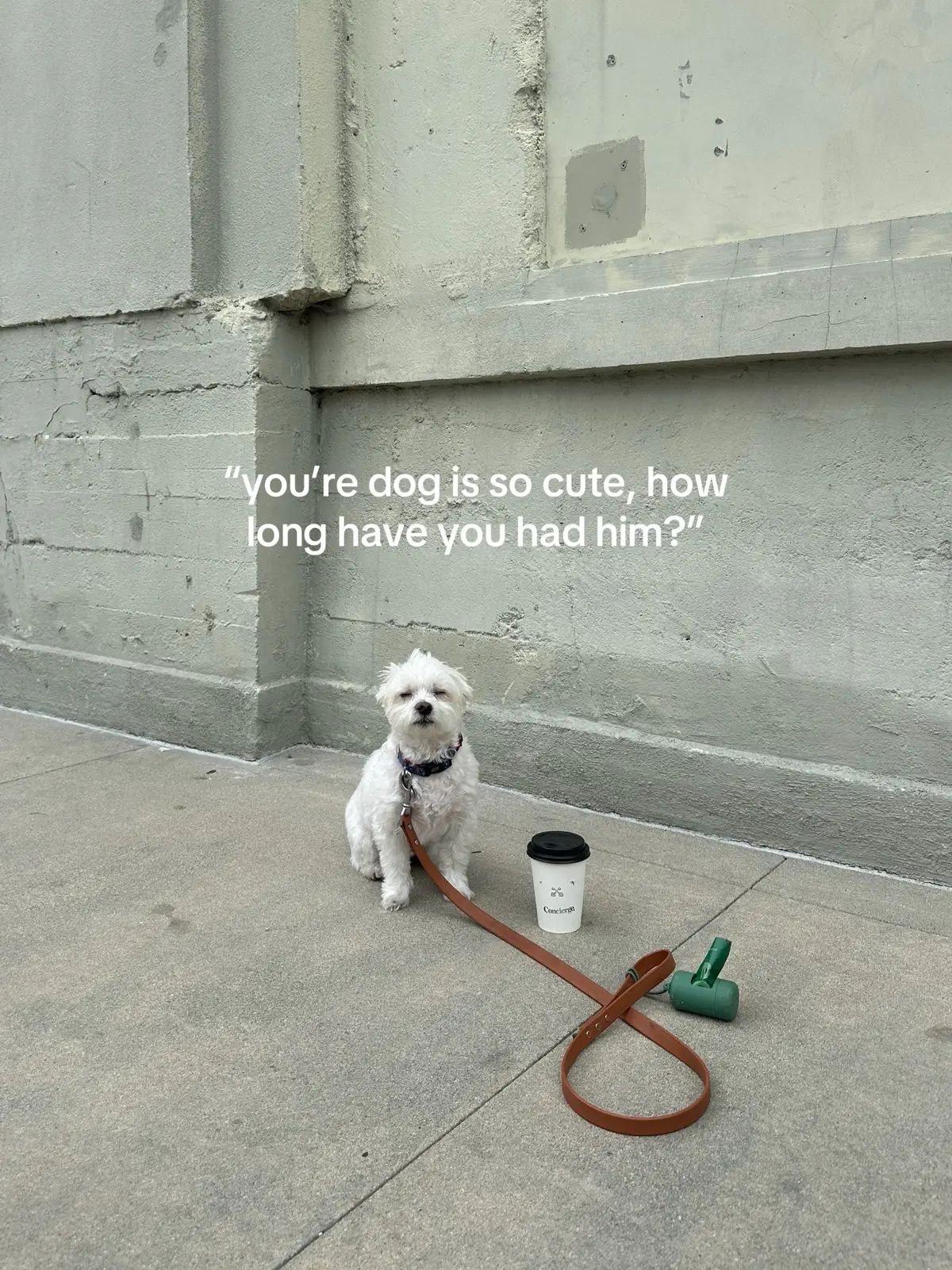 the dog a girl gets in her 20s theory, he is my everything 