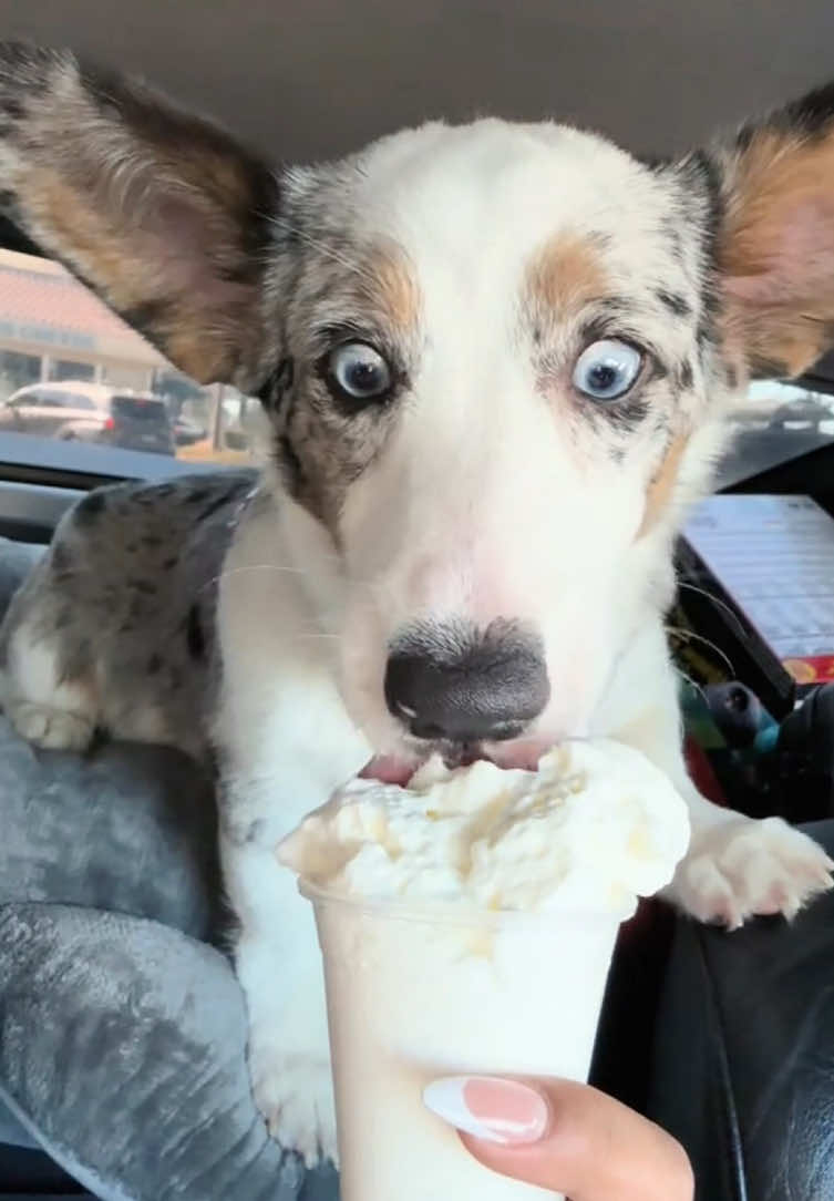 Please give them pup cups.🥰💗#dog #funny #fyp #dogsoftiktok #funnypets 