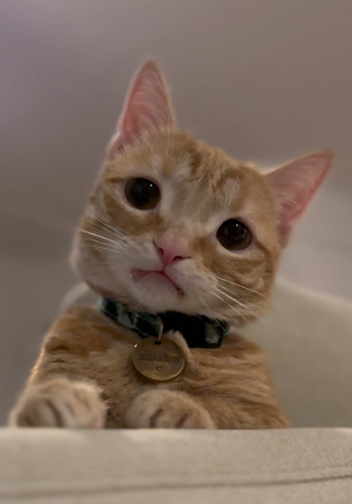 soooo this has become his new favorite place to hang out, and he just looks so cute I had to share😭🥹 #cutecatsoftiktok #cat