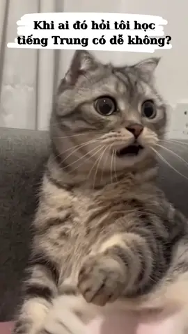 #tiengtrungmoingay #tiengtrung #luyennoitiengtrung #giaotieptiengtrung #hoctiengtrungquaphim 