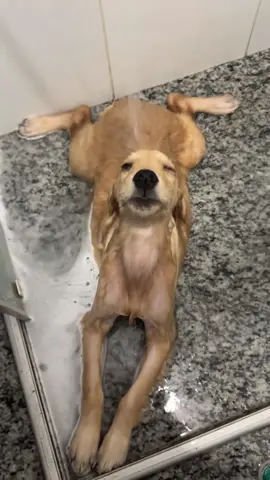 Dogs who love bathing#dog#funny#funnyanimals#funnypets#animals    