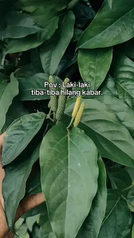 ada perkataan yang perlu dibuktikan dengan hasil🔥🔥🔥 #petaniindonesia🇮🇩🇮🇩🇮🇩🌿🌿 #petanimuda #cabejawa #japertam.id