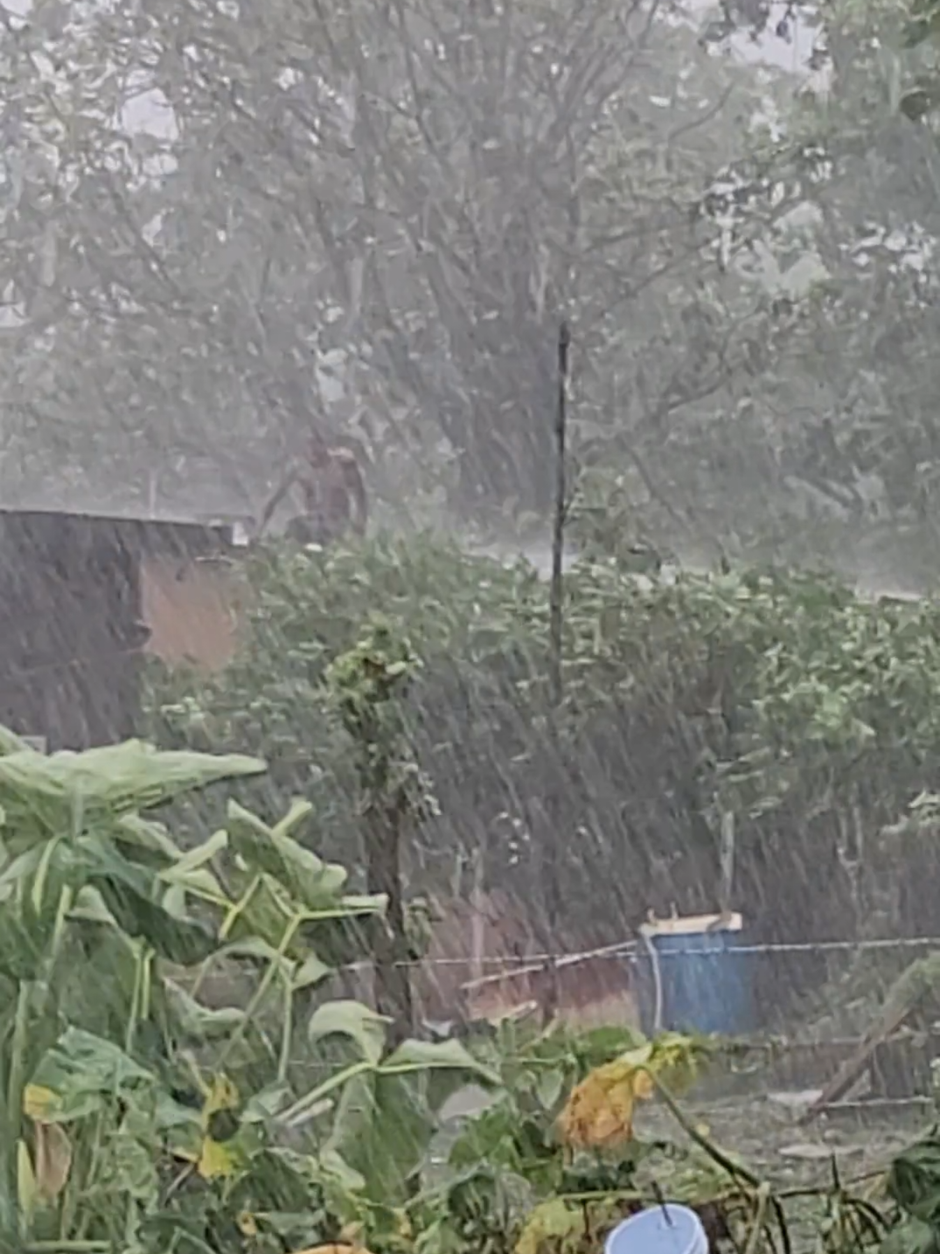 #jamaicatiktok  #funny  #rain  #viral  #fyp 