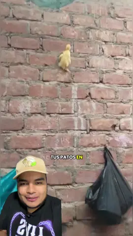 Pato araña #AprendeEnTikTok #aves 