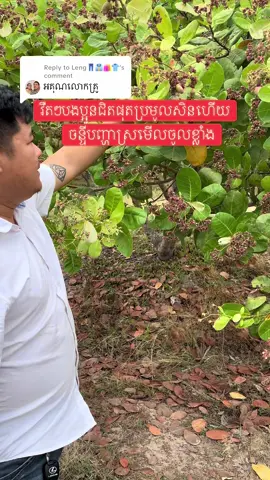 Replying to @Leng👖👔🛍️👕 #បូរ៉ុន9999 #កសិកម្មដំណាំចន្ទី🌳 #ចន្ទីm23 #ចន្ទី 