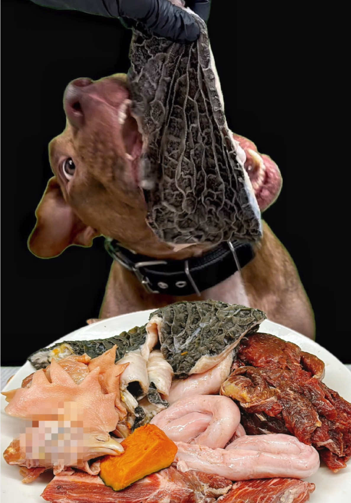 彼の勢いは止まらない#pitbull #dogasmr #mukbang  @BounceThePitbullﾊﾞｳﾝｽﾁｬﾝﾈﾙ🇯🇵 