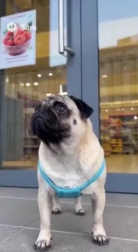 лава лава #мопсы#сора#ии 