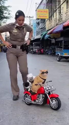 แมวที่ดีที่ปฏิบัติตามกฎหมายและระเบียบสิ！ #แมว #แมวน่ารัก #แมวอ้วน #แมวเหมียว #แมวส้ม #fyp #foryoupage #สัตว์เลี้ยงน่ารัก #คนรักสัตว์ #สัตว์เลี้ยงtiktok 