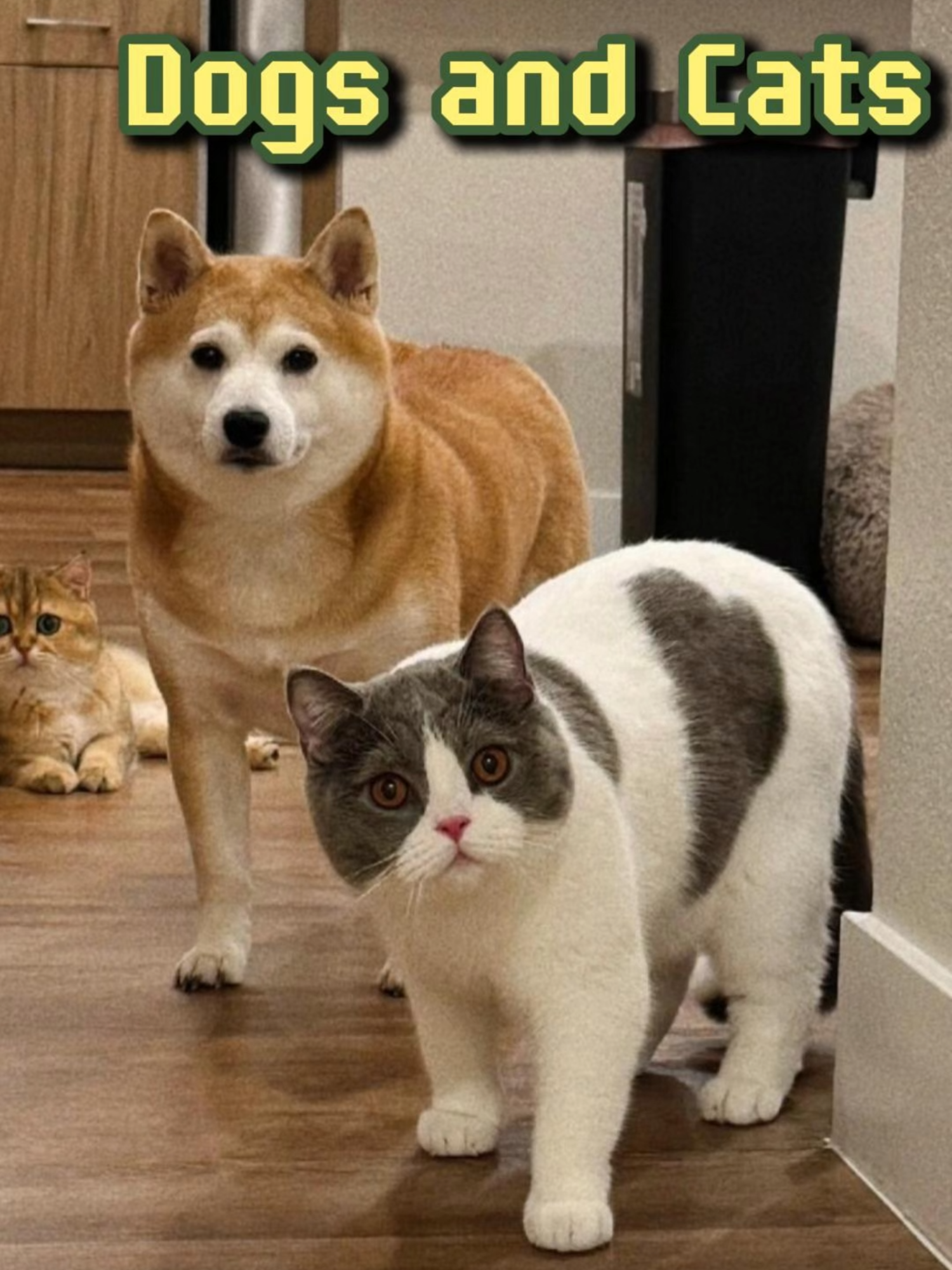 Dogs that are afraid of cats #catsoftiktok #catvideo #kitten #fypシ #foryou #funnycat #funnyvideo #cat #catoftiktoks #kitty #kittentok #dog #funnydog #doggy #puppydog