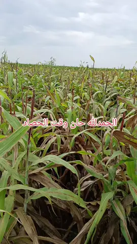 #الجزيرة_في_القلب❤️❤️❤️❤️❤️❤️❤️❤️❤️❤️❤️❤️ #مشروع_الجزيره_محلية_المناقل #مشروع_الجزيره_وامتداد_المناقل 