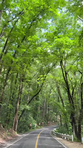 Man-Made Forest, Bohol  #fyppppppppppppppppppppppp #bohol #foryou #fyp 