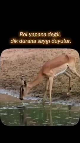 Gerçek duruşun sesi sessizdir ama etkisi derindir... Bugün herkes konuşur, ama az kişi gerçekten “adam gibi” yaşar. Saygı, rol yapanlara değil, yüreğini ortaya koyanlara yazılır. 💀🔥 Beğen, yorum yap, dik duranlardan olduğunu belli et 💢 #dikdur #gerceklerkonusur #durus #soz #sertsozler    ̈