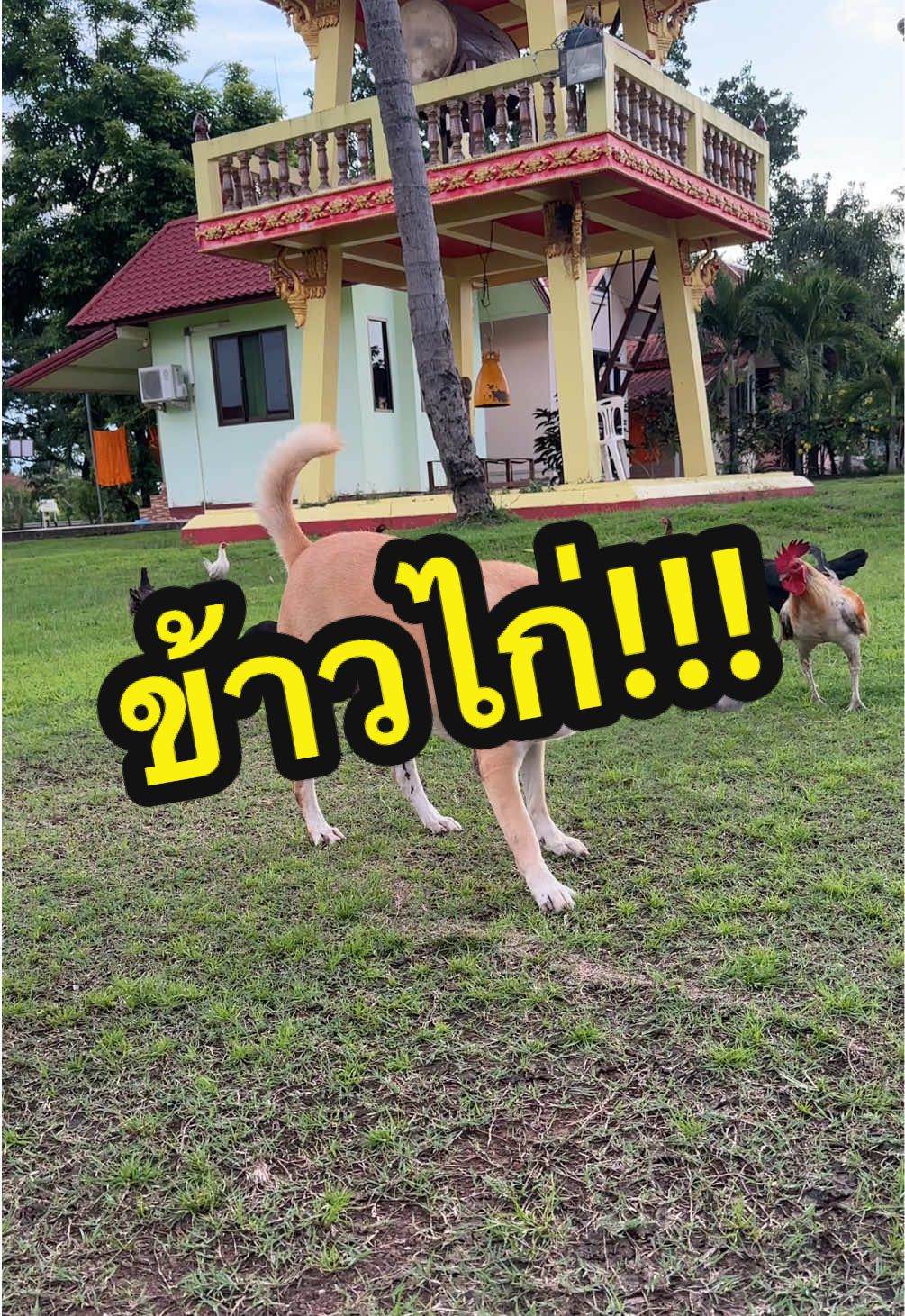ข้าวไก่🤣🤣🤣 #ดำสู้ๆ #หมาน่ารักน่าเอ็นดู #หมา #สัตว์เลี้ยงtiktok #VoiceEffects 