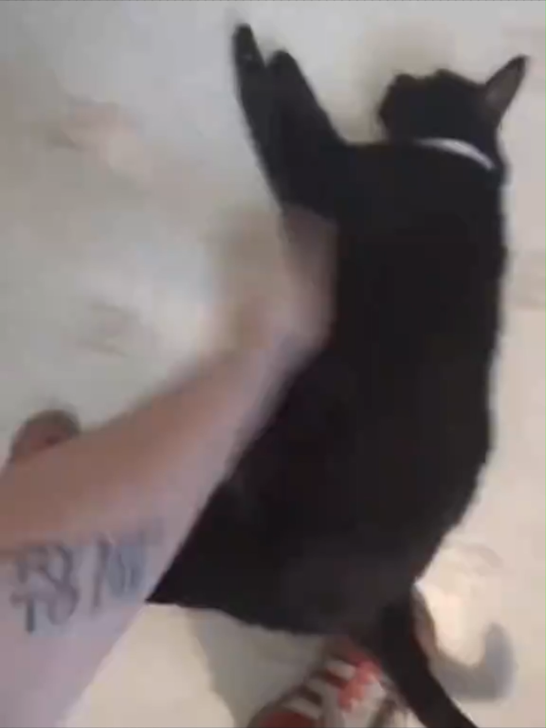 #gatitos #catbrainrot #cats #fyp #cat