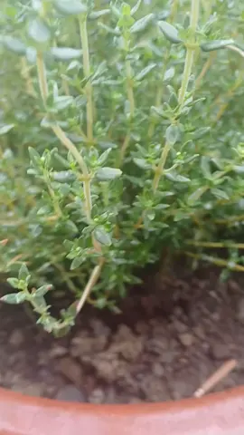 Fresh  veg  from home gardening#foryou #fyp #foryoupage #fyppppppppppppppppppppppp 