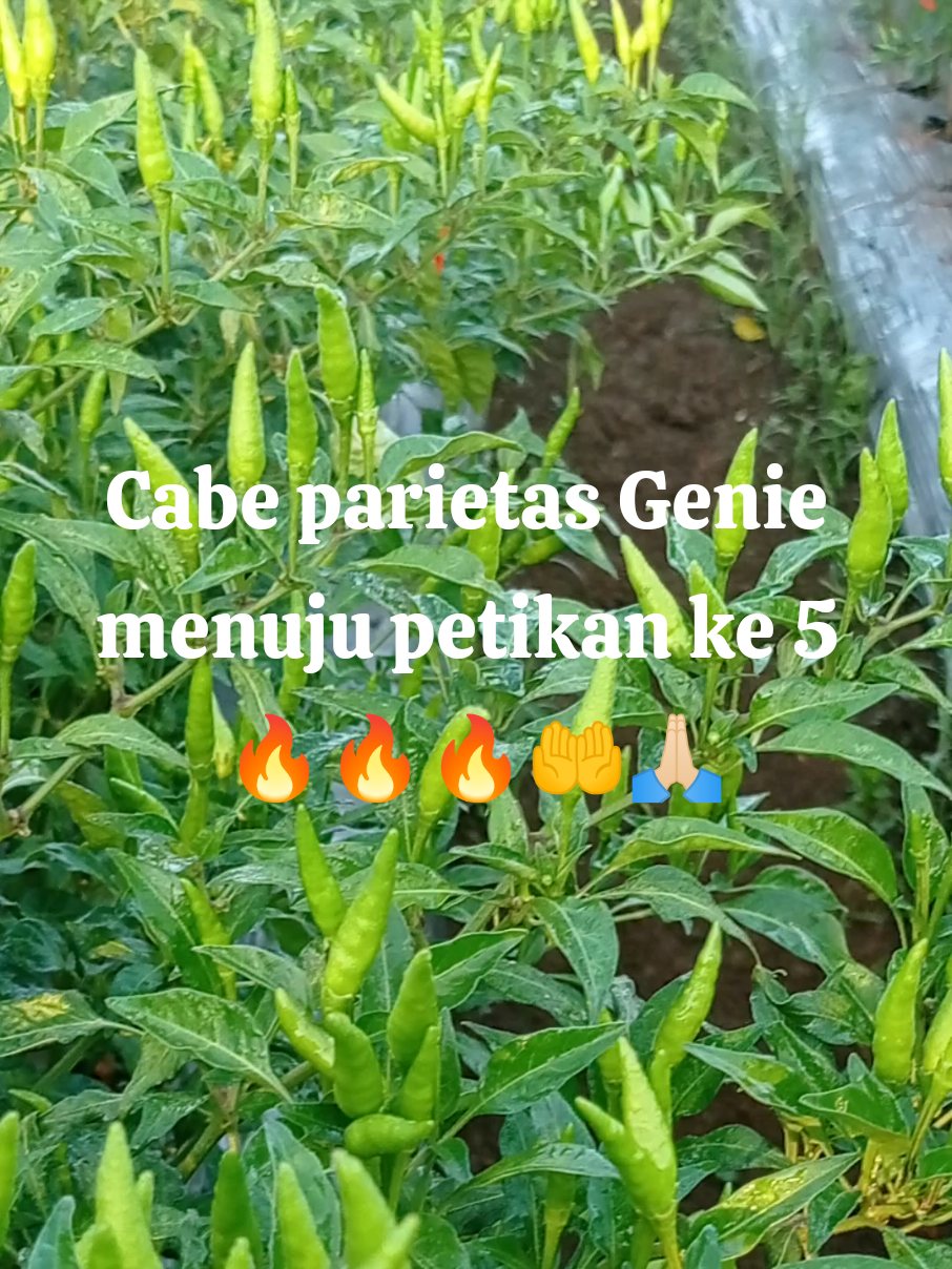 Tanaman cabe rawit GENIE menjelang petikan ke 5 #Petani  #muda  #fyppp @