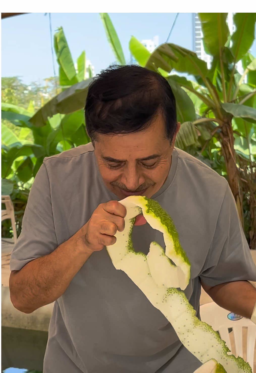 ثمرة المركبي من الفواكه المحلية القديمة، وتُعرف بعدة مسميات في بعض الدول الخليجية. ثمارها ضخمة وصل وزن الواحدة منها إلى 2 كيلوغرام، قشرتها عطرة وداخلها حموضة خفيفة محاطة بطبقة بيضاء حلوة المذاق، تجربة فريدة من نكهات الطبيعة. The Murkabi fruit is one of the traditional local fruits and is known by different names in some Gulf countries. Its large fruits can weigh up to 2 kilograms, with a fragrant peel, a mildly sour core, and a sweet white layer surrounding it — a unique taste of nature. شتلات المركبي متوفرة الآن في مشتل وادي دفتا للطلب والاستفسار  +971 56 786 0969 #المركبي #فاكهة_نادرة #فواكه_محلية #مشتل_وادي_دفتا  #الفجيرة            