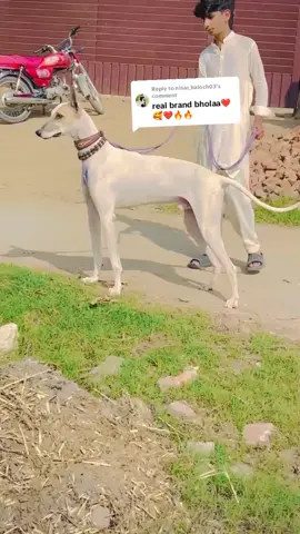 Replying to @nisar_baloch03 @🔥BALOCH SHIKAR CLUB🔥@Malik Bilal Hassan🇸🇦🇵🇰 @USMàN Kháñ NîåZî 🇮🇹 