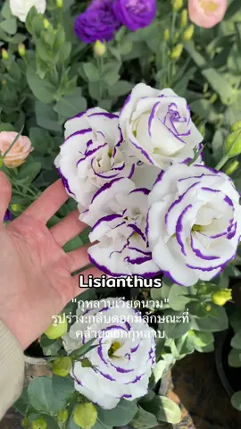 ดอกไลเซนทัส#ดอกไลเซนทัส #สีสวย #ดอกไม้งาม #ไม้ประดับ 