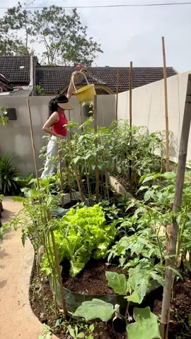 Slow living and gardening 🥬