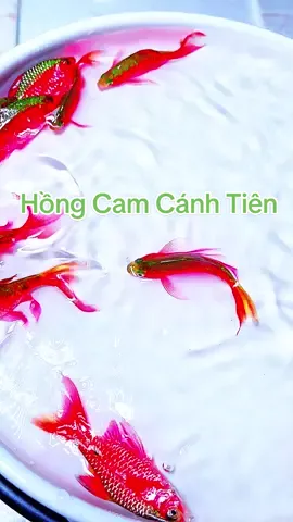 Hồng Cam Cánh Tiên Xinh Đẹp #xuhuong #viralvideo #viral #tiktok #trendingsong 