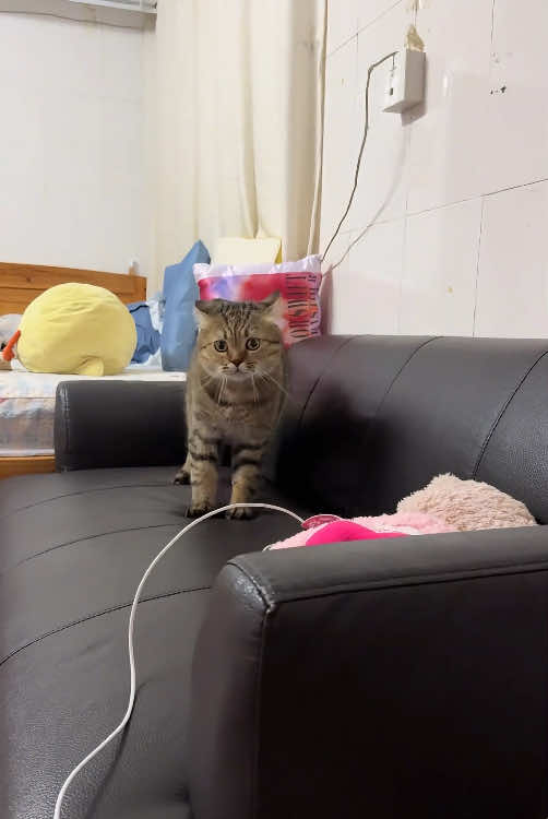 A scared cat is life in its purest, most frantic form.🐈⚡️#cat #catsoftiktok #funnycat #funnyvideos #funnytiktok #fyp #foryou #tiktok 