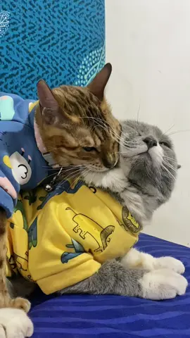 Awas kau ya!  Ku cemilin balik besok 🥺 #kucing #kucinglucu #kucingtiktok #fyp