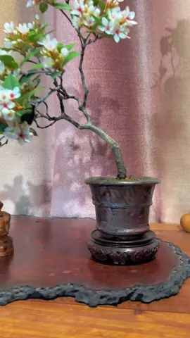 Đào bánh xe #lingnanbonsai 