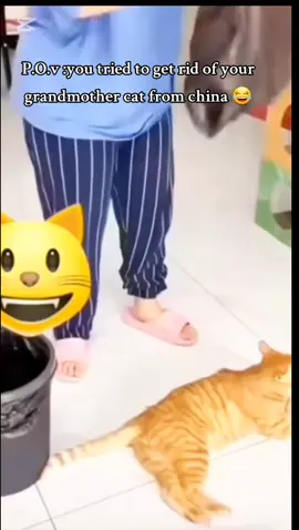 I tried to get rid of my grandmother kungfu cats 😂 and this happens 😂😂😂😂 #fyp #kungfucat #catslovers #funnyvideos #fyyypppppppppppppp @CatLover ❄️ 