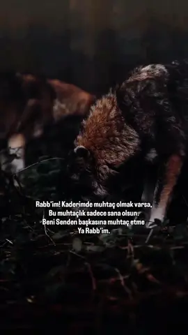 #gökbörü 