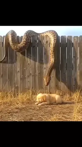 Power of unity — even giants fall when the brave stand together 🐶🔥 #WildlifeBattle #AnimalFight #SnakeVsDogs #NaturePower #ViralVideo      @nationalwildlife @animalplanet @bbcearth