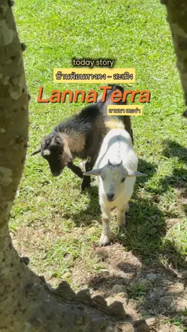 สวรรค์ของคนรักธรรมชาติและน้องสัตว์  กับคาเฟ่ใกล้เมืองเชียงใหม่ ลานนาเทอร่า  📍 𝗟𝗮𝗻𝗻𝗮 𝗧𝗲𝗿𝗿𝗮 🌳🦆🐇 คาเฟ่เปิดใหม่บ้านฟ่อน ถนนทางผ่านหางดง-สะเมิง  ที่มีบริการทั้งเครื่องดื่มและอาหาร  ที่นี่คุณจะได้สัมผัสบรรยากาศธรรมชาติ  คาเฟ่อาคารเรือนไทยหลังกว้าง ลานสัตว์ โซนนั่งแคมป์ปิ้งสวน และศาลาริมน้ำตก บรรยากาศชุ่มฉ่ำสุดผ่อนคลาย แนะนำเลย 🌿🐐✨  📌  𝗟𝗮𝗻𝗻𝗮 𝗧𝗲𝗿𝗿𝗮 🐇   ยินดีให้บริการ 👇🏻 ⏰ ร้านเปิดทุกวัน 08.00 – 17.00 น. 📞 โทร : 065-472-5434  📍 ที่ตั้ง: ถนนทางผ่านหางดง-สะเมิง (ตั้งห่างจากวัดบ้านฟ่อน 1 km) 🗺️ แผนที่ : https://maps.app.goo.gl/DF9W5SweGe5RYJiv9?g_st=ipc  #คาเฟ่หางดง #คาเฟ่สัตว์เชียงใหม่ #คาเฟ่สะเมิง #คาเฟ่แคมป์ปิ้งเชียงใหม่ #คาเฟ่เปิดใหม่เชียงใหม่ 