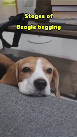 Wait for all stages of beagle begging😂😂😂 #beagle #beaglelove #beaglepuppy #beagle_corner #beaglemania 