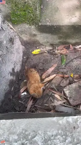 I rescued a paralyzed orange cat   #tiktok#rescued#cat#fyp#foryou