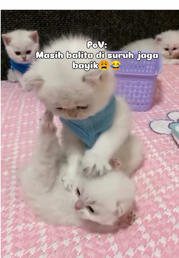 Ya Allah adekkkk,,kmna ini ibu nya weeee 😭😭😭 #cats #catsoftiktok #catslovers #cute #fyp 