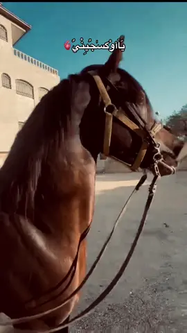 #الطوره⚜️♥️ #القدس #خيل_وخياله🐎 #horsesontiktok #tik 