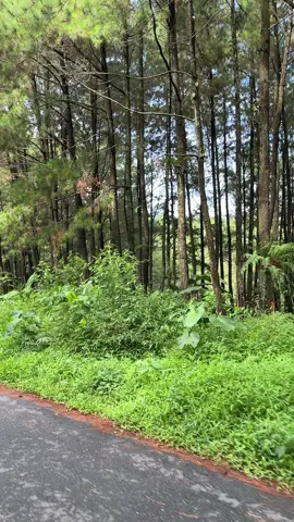 Punya cerita apa kalian kalau lewat jalan ini??🍃 #viralvideo #watukumpulpemalang #masukberanda #pemalanghits #fyppppppppppppppppppppppp 