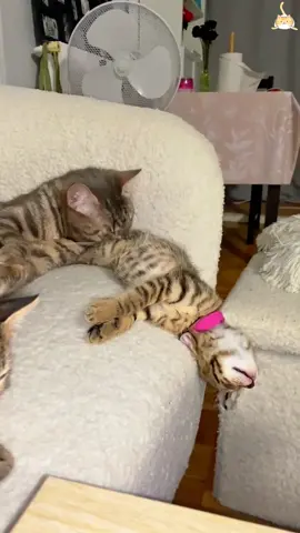 Cat 🐈 becomes a mother for the first time #cats#firsttime#funny#funnyvideos#failure#fyp#mother
