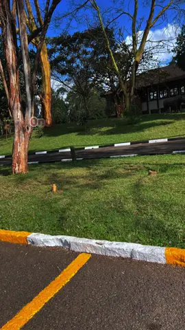 Translate #fyp #goviral #foryou #rhumbamusic #amore 