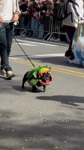 Who’s rocking the cutest Halloween outfit?#DogHalloween#HalloweenPup#SpookySeason#DogCostume #HalloweenDog
